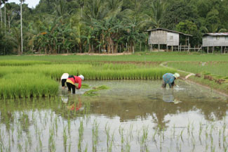 Rice Paddy