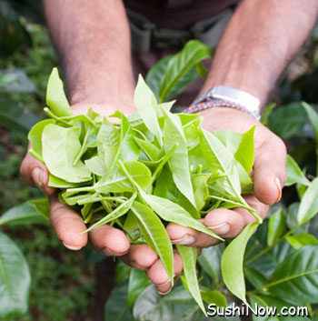 Fresh Picked Green Tea Leaves