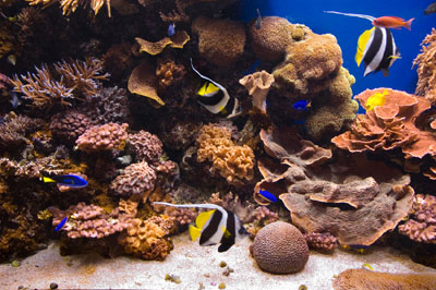 Aquarium Food Saltwater fish Aquarium
