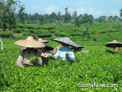 Green Tea Picking